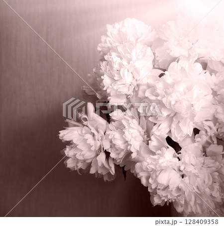 Big white aromatic peony flowers 128409358