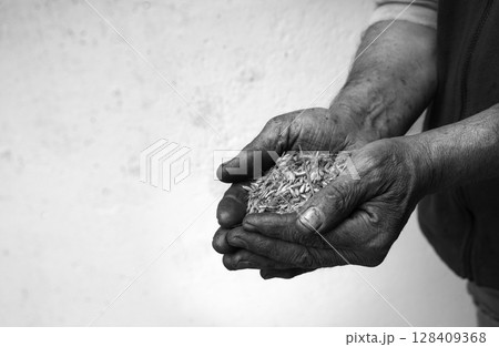 Old hands with wheats 128409368