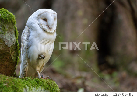 Closeup portrait of Tyto alba the white owl standing on one leg 128409496