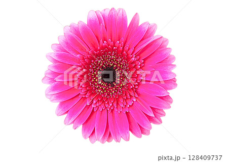 Barberton Daisy Flower PNG Transparent Background Barberton Daisy Flower PNG Transparent Background 128409737