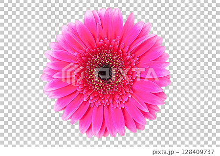Barberton Daisy Flower PNG Transparent Background 128409737