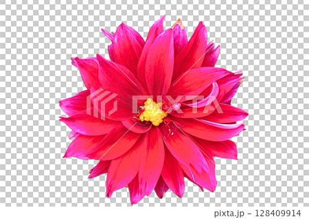 Dahlia pinnata Flower PNG Transparent Background. Dahlia pinnata Flower PNG Transparent Background. 128409914