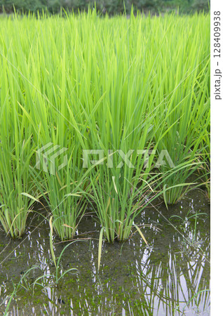 株が増えた水田の稲 128409938
