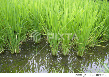 株が増えた水田の稲 128409939
