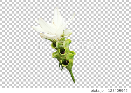Curcuma sessilis Gage Flower PNG Transparent Background 128409945