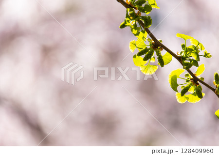 東京都赤塚公園のイチョウの新芽とソメイヨシノ 128409960