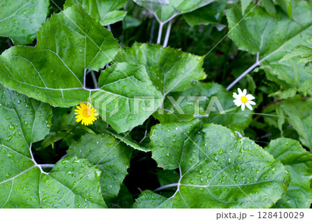 Nature reveals vibrant wildflowers amidst lush greenery in Tyrol, Austria during the spring season highlighting the beauty of flora Nature reveals vibrant wildflowers amidst lush greenery in Tyrol, Austria during the spring season highlighting the beauty of flora 128410029
