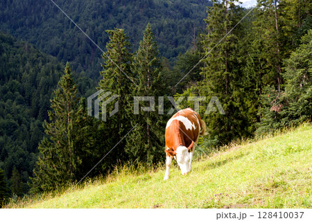 Cattle grazing in a lush pasture on a hillside in Tyrol, Austria under a clear sky surrounded by majestic mountains and tall trees 128410037