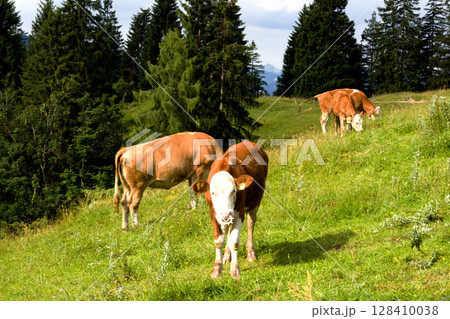 Cows grazing peacefully on green hillsides in Tyrol, Austria during a sunny afternoon Cows grazing peacefully on green hillsides in Tyrol, Austria during a sunny afternoon 128410038