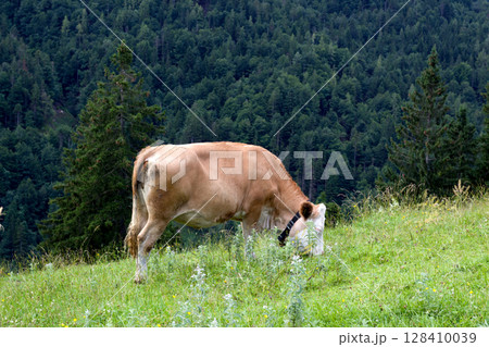 Grazing cow in the lush pastures of Tyrol, Austria during a sunny afternoon surrounded by forested mountains 128410039