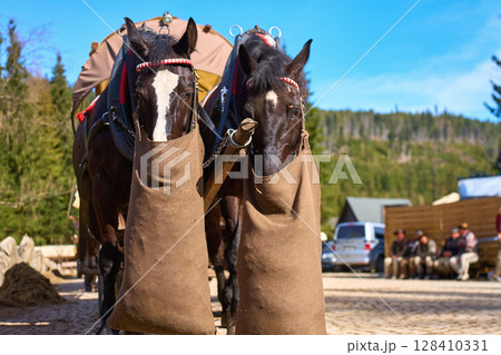 Two horses with harnesses and feed bags stand in front of tourist carriage in mountain area. Eco-friendly travel and traditional transport at Morskie Oko in Poland Two horses with harnesses and feed bags stand in front of tourist carriage in mountain area. Eco-friendly travel and traditional transport at Morskie Oko in Poland 128410331