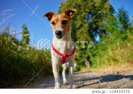 Small dog wearing red harness standing on countryside path on sunny day. Jack Russell terrier dog walking in park on summer day. Outdoor activity with pet Small dog wearing red harness standing on countryside path on sunny day. Jack Russell terrier dog walking in park on summer day. Outdoor activity with pet 128410378