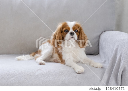 Portrait Portrait 128410571