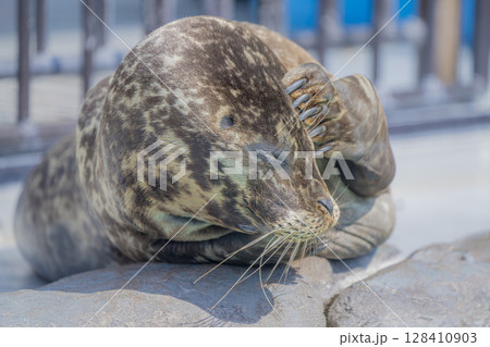 動物園の動物 動物園の動物 128410903