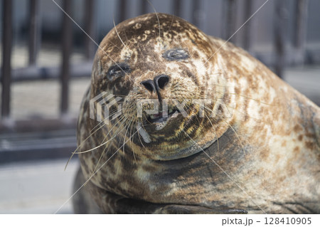 動物園の動物 128410905