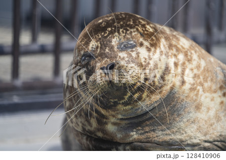 動物園の動物 動物園の動物 128410906