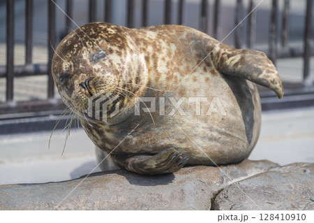 動物園の動物 128410910