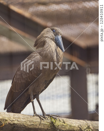 動物園の動物 128410911