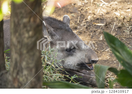 動物園の動物 128410917