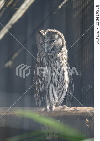 動物園の動物 128410918