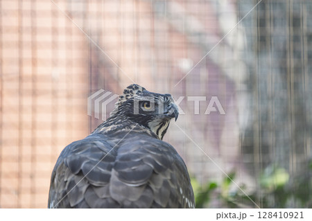 動物園の動物 128410921