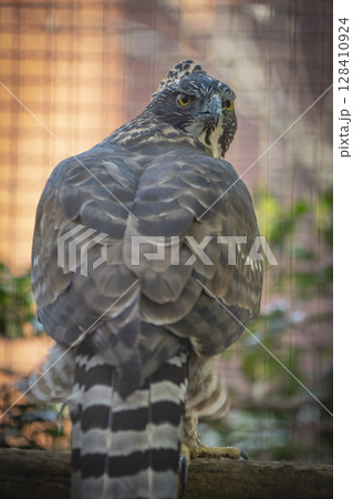 動物園の動物 128410924