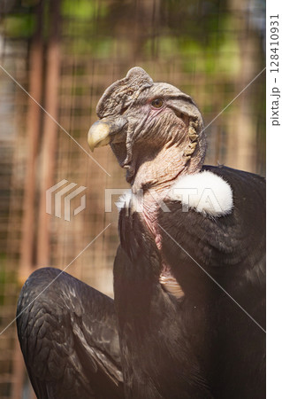 動物園の動物 128410931