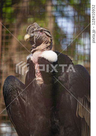 動物園の動物 128410932