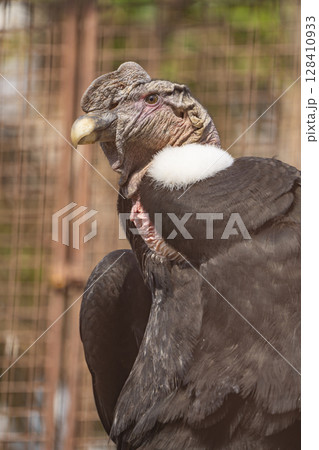 動物園の動物 128410933