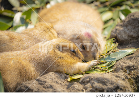 動物園の動物 128410937