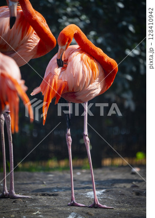動物園の動物 128410942