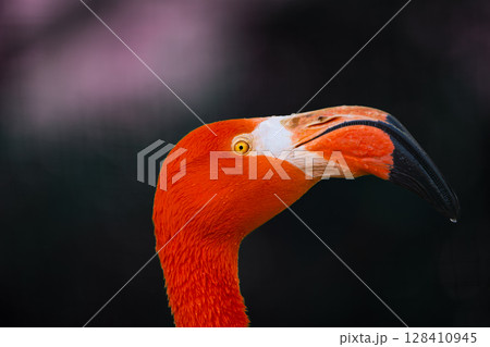 動物園の動物 動物園の動物 128410945