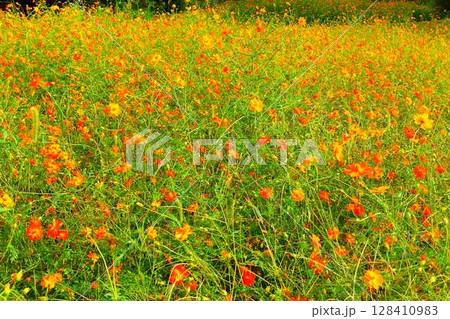 満開のコスモス 秋桜 コスモスベルグ 面白山高原 満開のコスモス 秋桜 コスモスベルグ 面白山高原 128410983