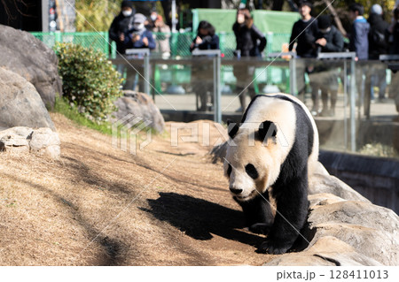 ゆっくりと歩く愛らしいパンダ　横版 128411013