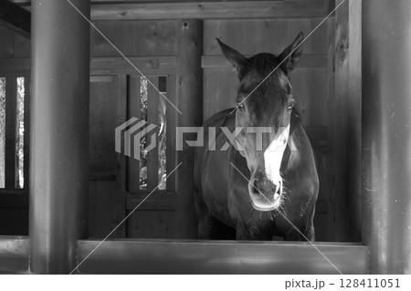 伊勢神宮の神馬 伊勢神宮の神馬 128411051