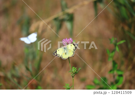 北海道の蝶 ムラサキツメクサに止まるモンキチョウ 北海道の蝶 ムラサキツメクサに止まるモンキチョウ 128411509