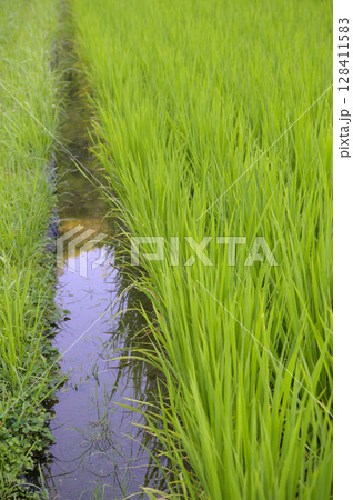 株が増えた水田の稲 128411583