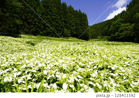青空と新緑の山並みが美しい風景　奈良県御杖村 岡田の谷の半夏生園 128411592