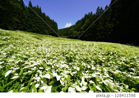青空と新緑の山並みが美しい風景 奈良県御杖村 岡田の谷の半夏生園 青空と新緑の山並みが美しい風景 奈良県御杖村 岡田の谷の半夏生園 128411598