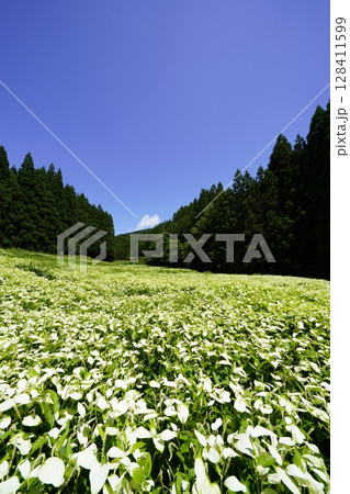 青空と新緑の山並みが美しい風景 奈良県御杖村 岡田の谷の半夏生園 青空と新緑の山並みが美しい風景 奈良県御杖村 岡田の谷の半夏生園 128411599