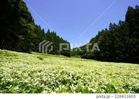 青空と新緑の山並みが美しい風景 奈良県御杖村 岡田の谷の半夏生園 青空と新緑の山並みが美しい風景 奈良県御杖村 岡田の谷の半夏生園 128411603