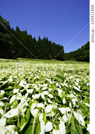 青空と新緑の山並みが美しい風景 奈良県御杖村 岡田の谷の半夏生園 青空と新緑の山並みが美しい風景 奈良県御杖村 岡田の谷の半夏生園 128411606