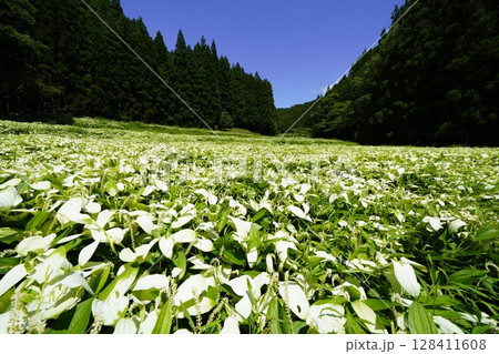 青空と新緑の山並みが美しい風景　奈良県御杖村 岡田の谷の半夏生園 128411608