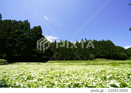 青空と新緑の山並みが美しい風景　奈良県御杖村 岡田の谷の半夏生園 128411609