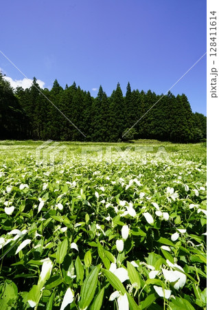 青空と新緑の山並みが美しい風景 奈良県御杖村 岡田の谷の半夏生園 青空と新緑の山並みが美しい風景 奈良県御杖村 岡田の谷の半夏生園 128411614
