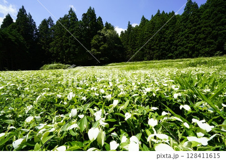 青空と新緑の山並みが美しい風景　奈良県御杖村 岡田の谷の半夏生園 128411615