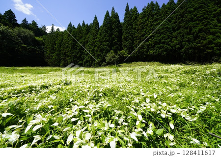 青空と新緑の山並みが美しい風景 奈良県御杖村 岡田の谷の半夏生園 青空と新緑の山並みが美しい風景 奈良県御杖村 岡田の谷の半夏生園 128411617