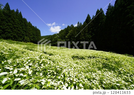 青空と新緑の山並みが美しい風景　奈良県御杖村 岡田の谷の半夏生園 128411633