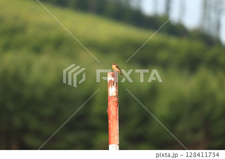 北海道の野鳥　錆びた道路標識に止まる　ノビタキのメス 128411734