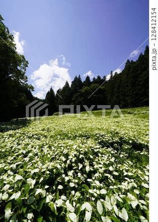 滝のある風景 奈良県御杖村 不動の滝 滝のある風景 奈良県御杖村 不動の滝 128412154